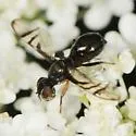 Rivellia flavimana - photo 4