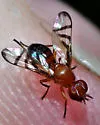 Rivellia inaequata