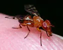 Rivellia inaequata - photo 2