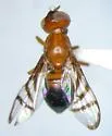 Rivellia inaequata - photo 3