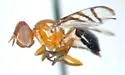 Rivellia inaequata - photo 4