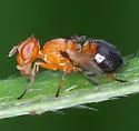 Rivellia inaequata - photo 5