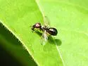 Rivellia maculipennis