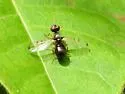 Rivellia maculipennis - photo 2