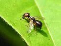 Rivellia maculipennis - photo 3