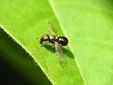 Rivellia maculipennis - photo 4