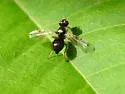 Rivellia maculipennis - photo 5
