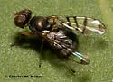 Rivellia occulta