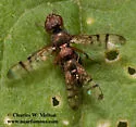 Rivellia occulta - photo 2