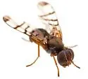 Rivellia occulta - photo 4