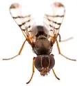 Rivellia occulta - photo 5