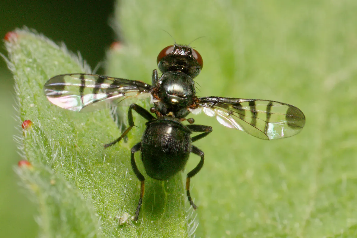 Rivellia syngenesiae - photo 3