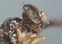 Rivellia texana - photo 2