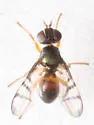 Rivellia vaga - photo 2