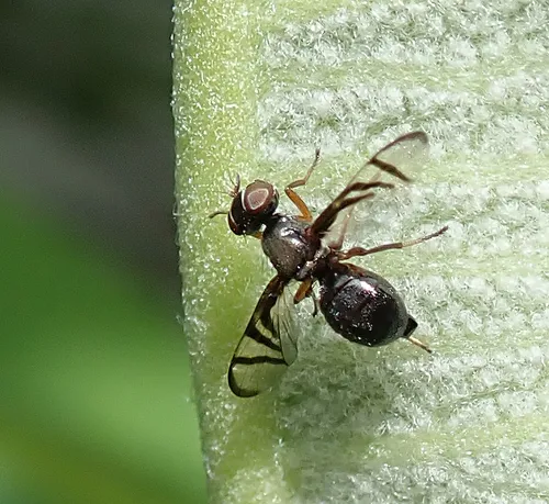 Rivellia variabilis - photo 2