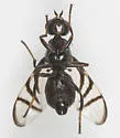 Rivellia winifredae - photo 2