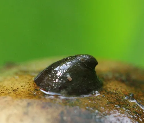 River Limpet