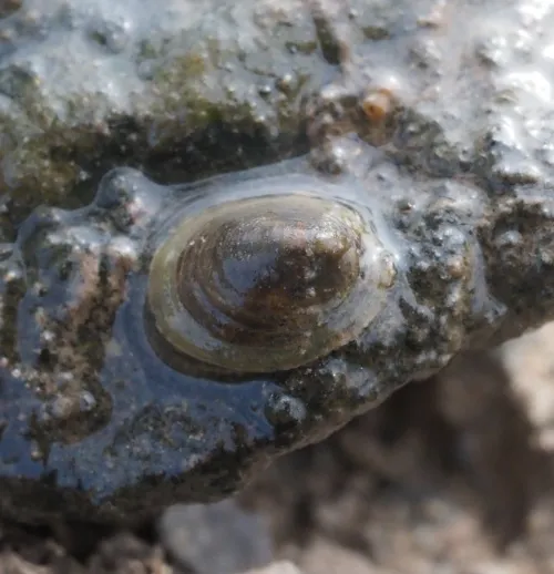 River Limpet - photo 2