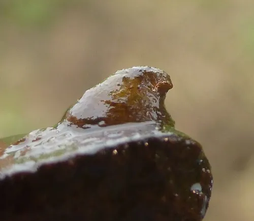 River Limpet - photo 3