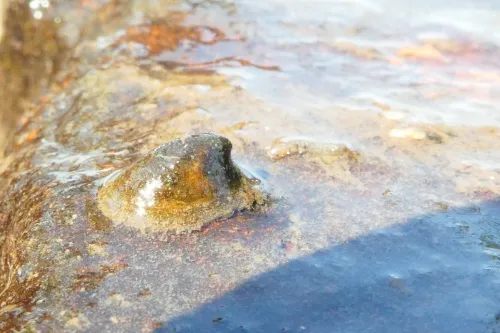 River Limpet - photo 4