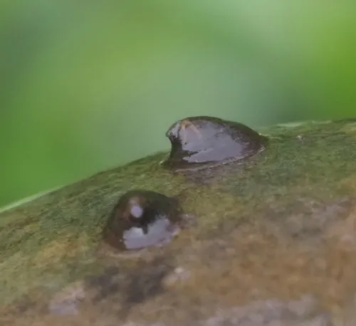 River Limpet - photo 5