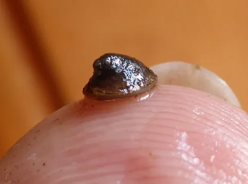 River Limpet - photo 6