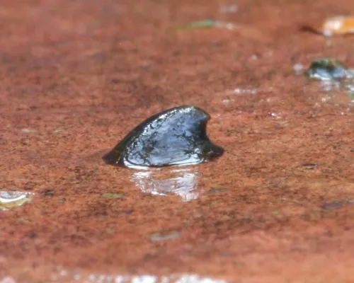 River Limpet - photo 7