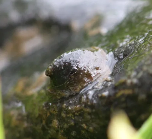 River Limpet - photo 8