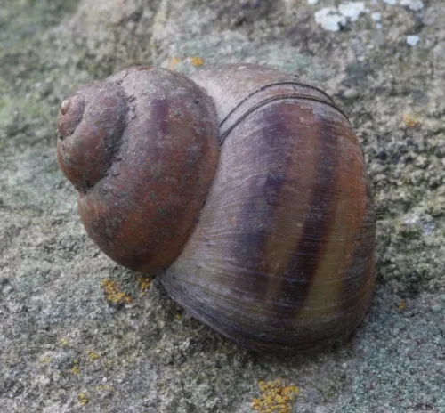 River Snail