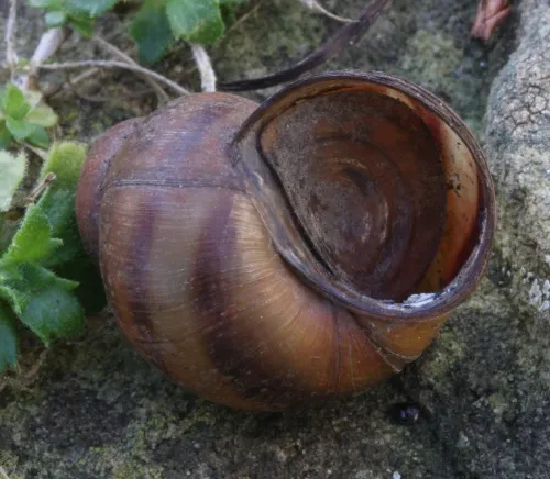 River Snail - photo 2