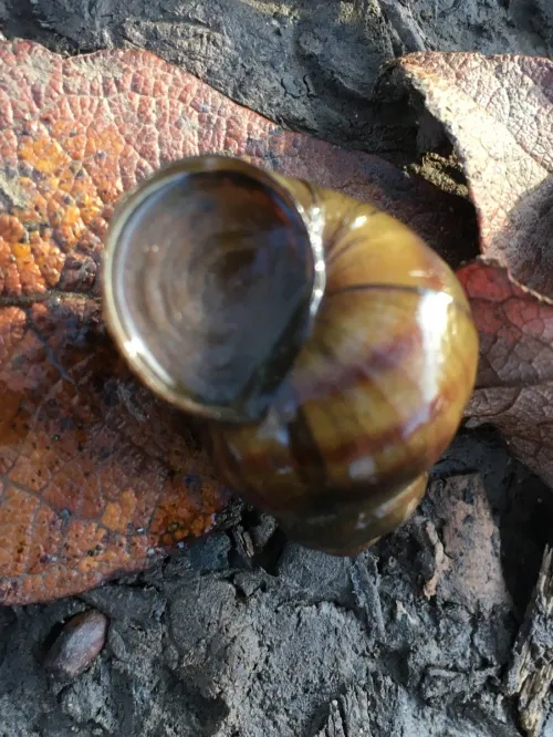 River Snail - photo 3