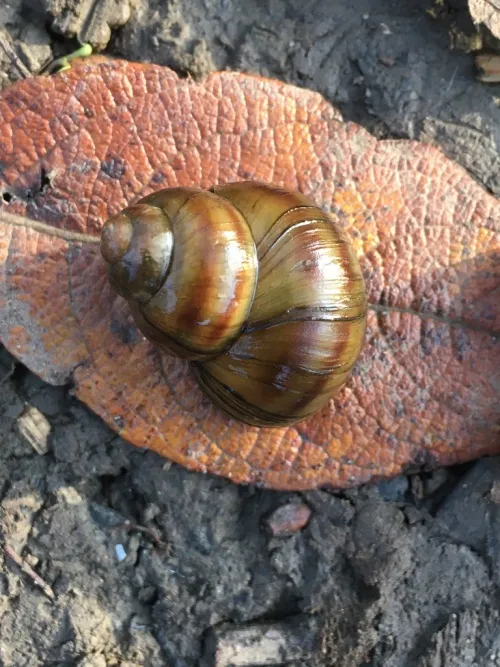 River Snail - photo 4
