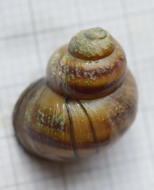 River Snail - photo 5