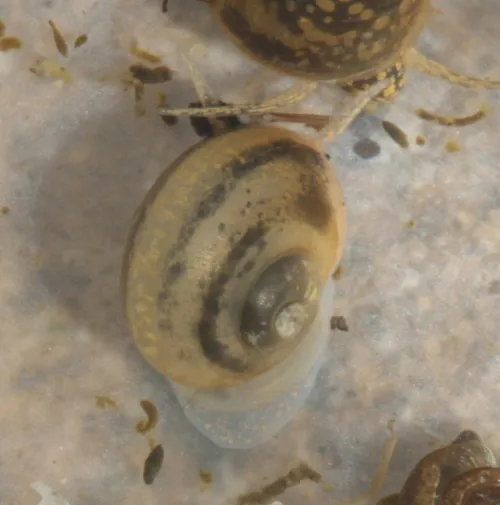 River Snail - photo 6