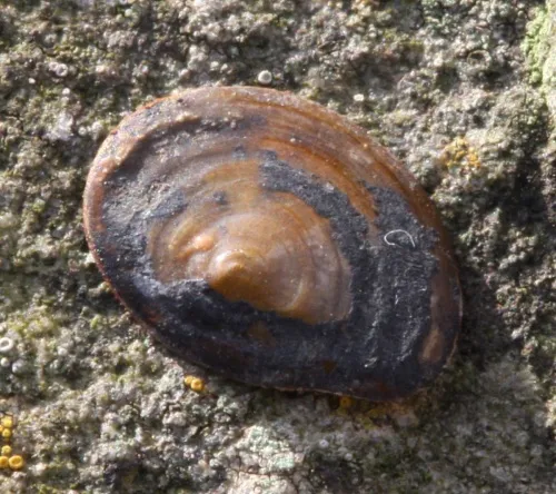 River Snail - photo 7
