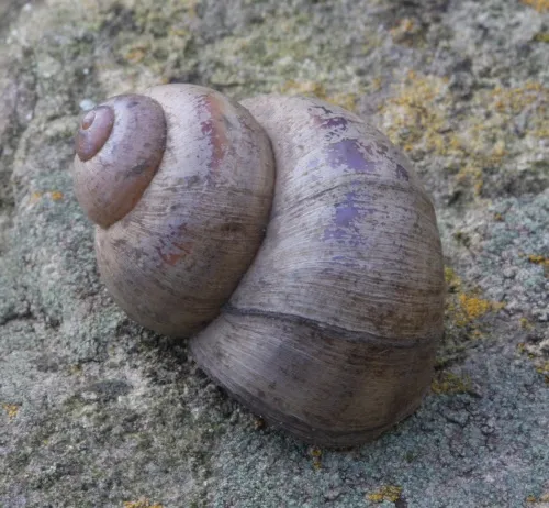 River Snail - photo 8