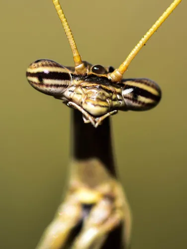 Rivetinidae - Rivetinidae