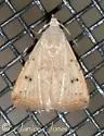 Rivula pusilla - Hodges#8404.1