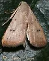 Rivula pusilla - Hodges#8404.1 - photo 2