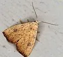 Rivula stepheni - Hodges#8404.2
