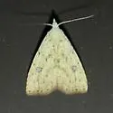 Rivula stepheni - Hodges#8404.2 - photo 2