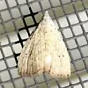Rivula stepheni - Hodges#8404.2 - photo 3