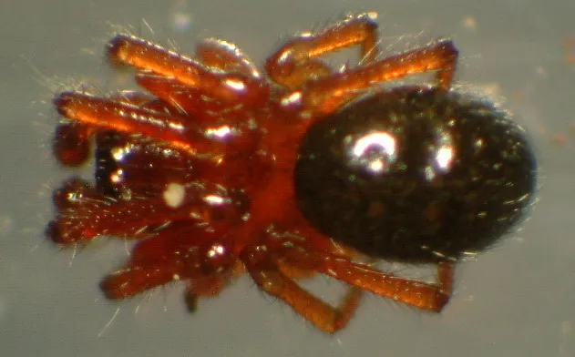 Robertus eremophilus - photo 2