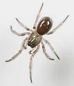 Robertus frontatus