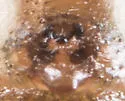 Robertus frontatus - photo 4