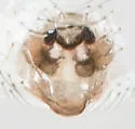 Robertus frontatus - photo 5