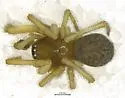 Robertus laticeps
