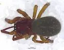 Robertus laticeps - photo 2