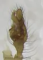 Robertus laticeps - photo 3