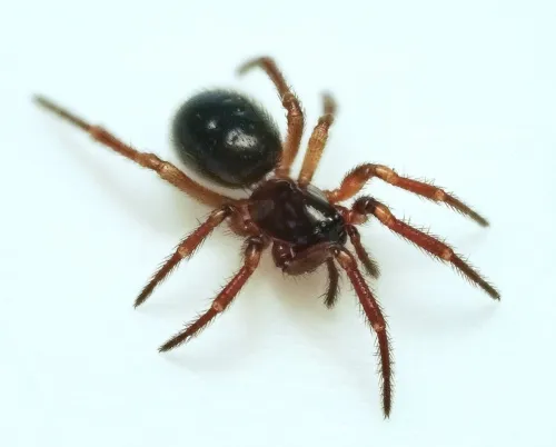 Robertus lividus
